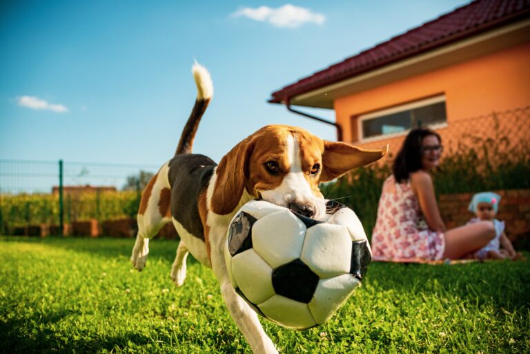 sustainable lawn care