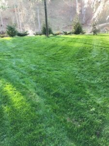 organic lawn care Asheville