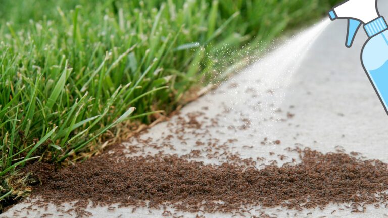 eco-friendly pest control
