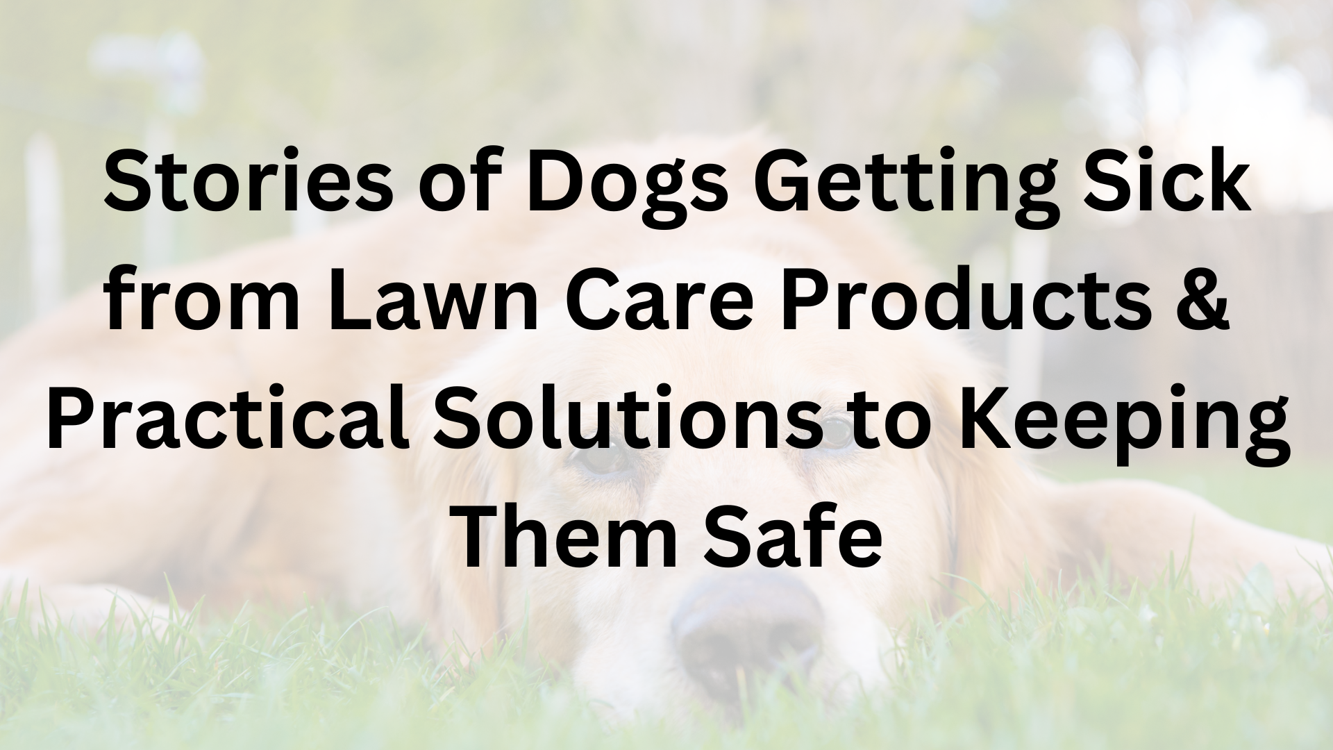 Snapshot of Can Dogs Get Sick From Lawn Thatch
