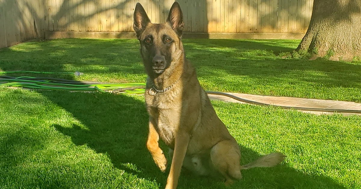 Hatfield, Massachusetts | Organic Lawn Service 1 pet safe lawn care service Hatfield, MA