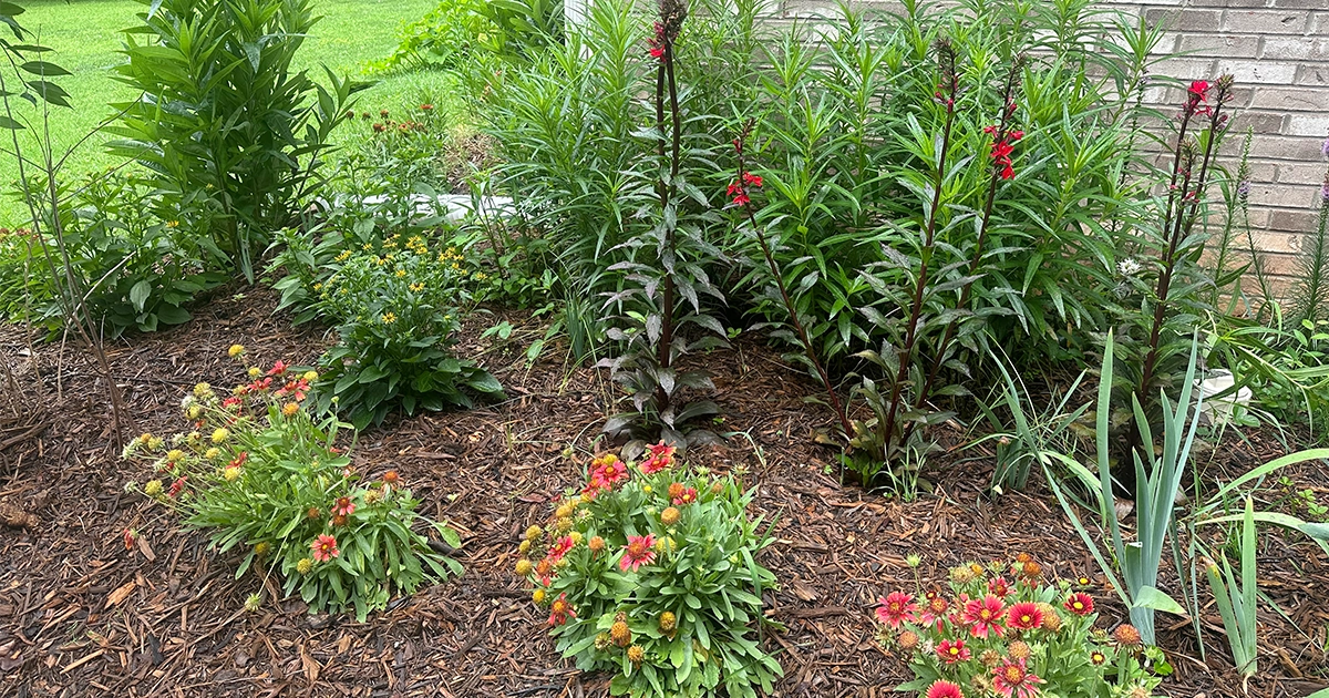 Mooresville, North Carolina | Organic Lawn Care & Native Plant Services 1 Eco-Friendly lawn care and native plant install in Lake Norman, NC