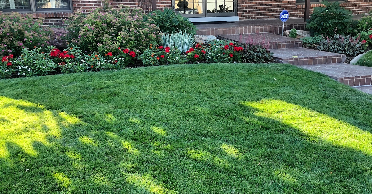 Cherry Creek, Denver, Colorado | Organic Lawn Service 1 Organic lawn care service Cherry Creek, Denver, CO