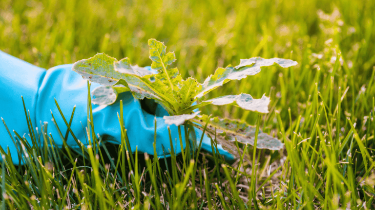 Natural Ways to Kill Weeds
