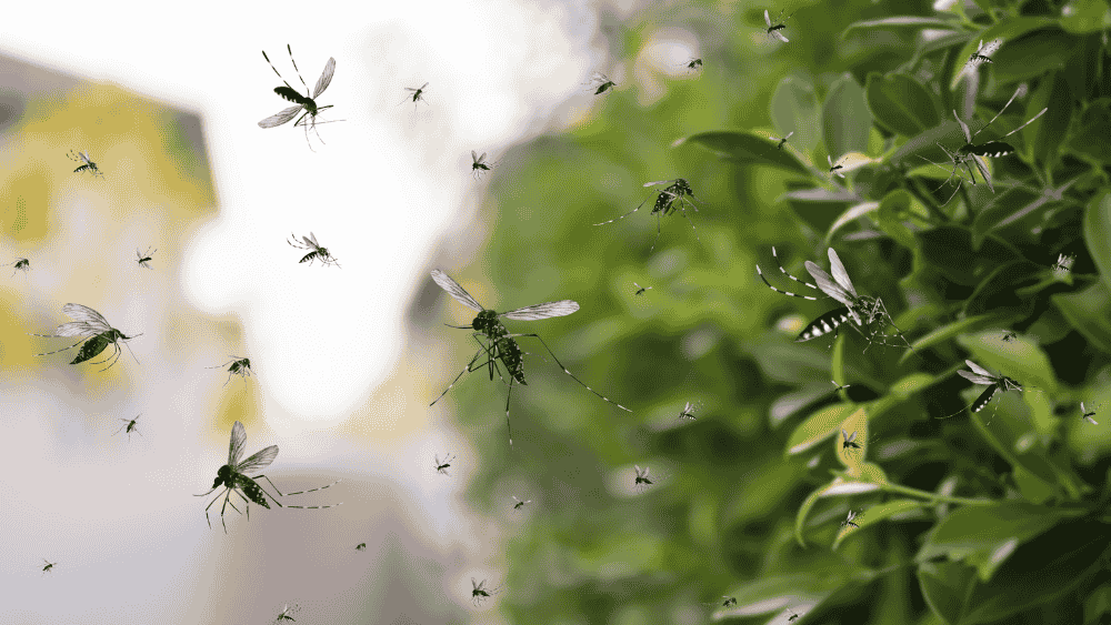 Why Eco Friendly Mosquito Control Is Better for Your Family and the Environment 1 Eco Friendly Mosquito Control