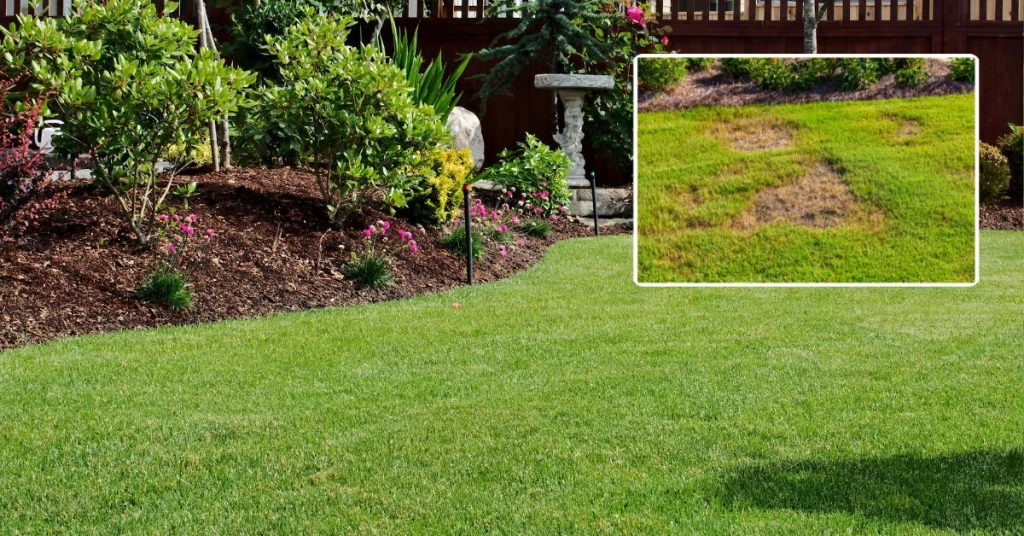 power seeding vs overseeding a lawn