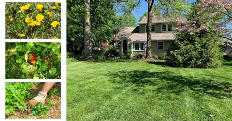 Safer weed control options for a natural lawn