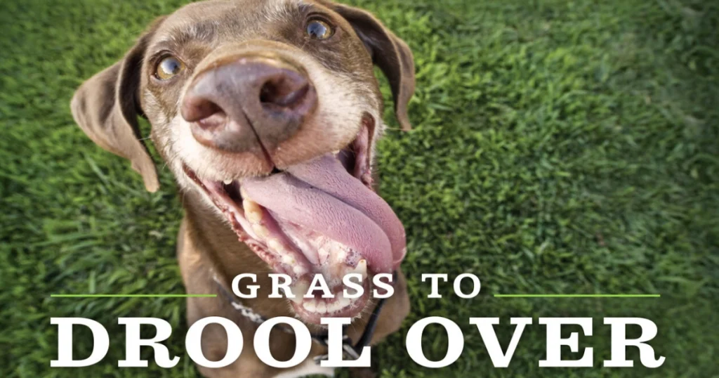Pet Safe Lawn Care 1 pet safe lawn care services natural organic and eco friendly
