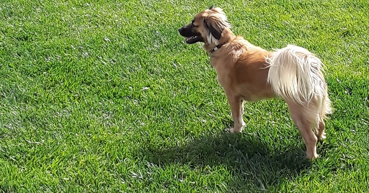 organic lawn care Wellington, CO