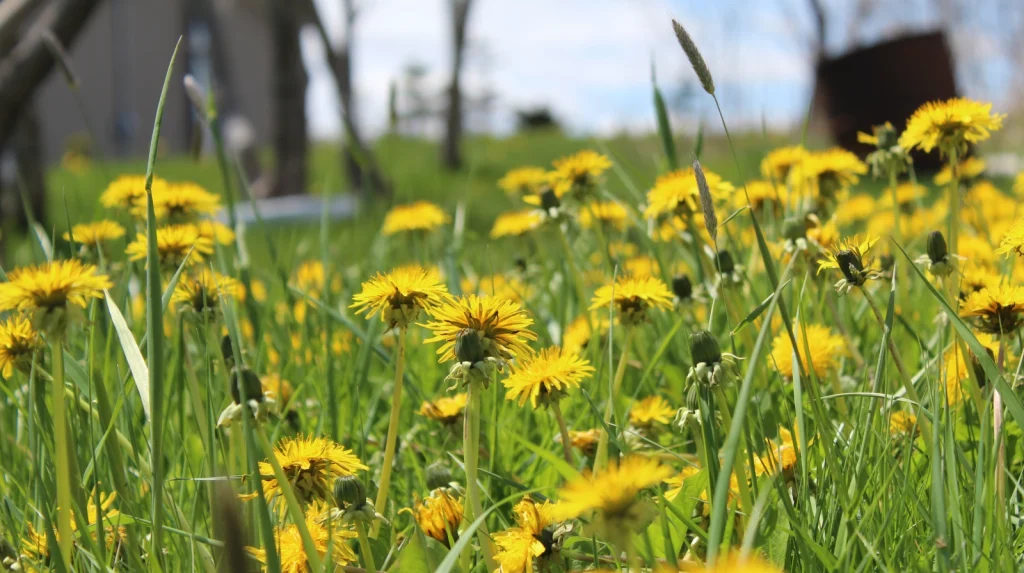 Are Organic Lawn Treatments as Effective as Synthetic Ones for Weeds and Pests? 1 Are Organic Lawn Treatments as Effective as Synthetic Ones for Weeds and Pests
