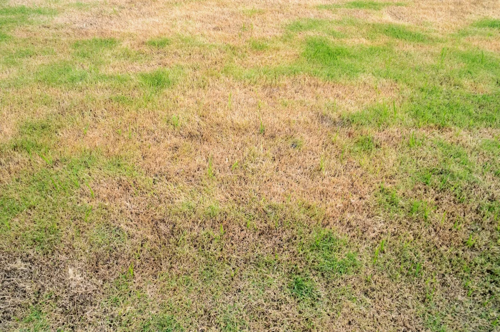 Colorado's 2026 Drought and What It Means for Your Lawn 1 Colorado's 2026 Drought and What It Means for Your Lawn