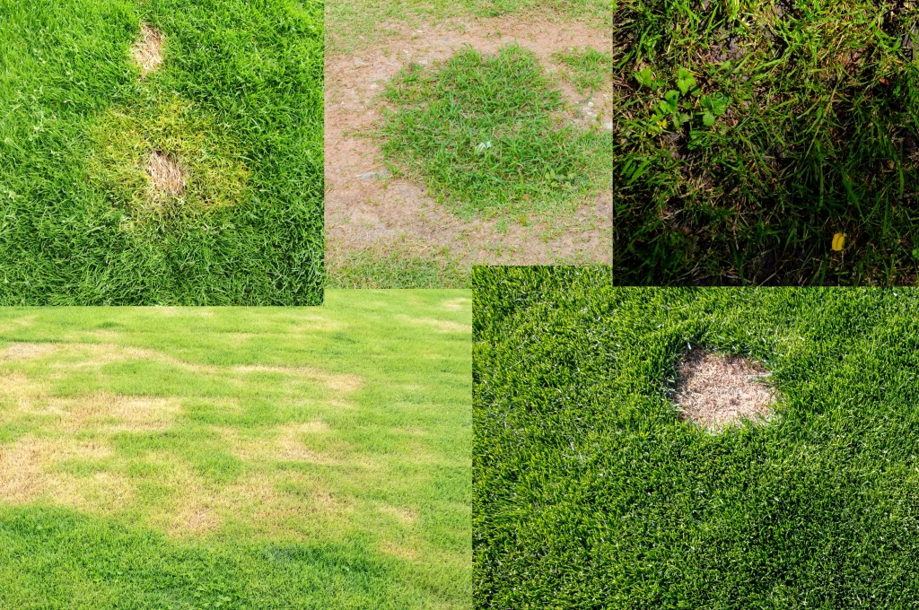 Grub Damage vs. Fungus Damage How to Tell the Difference
