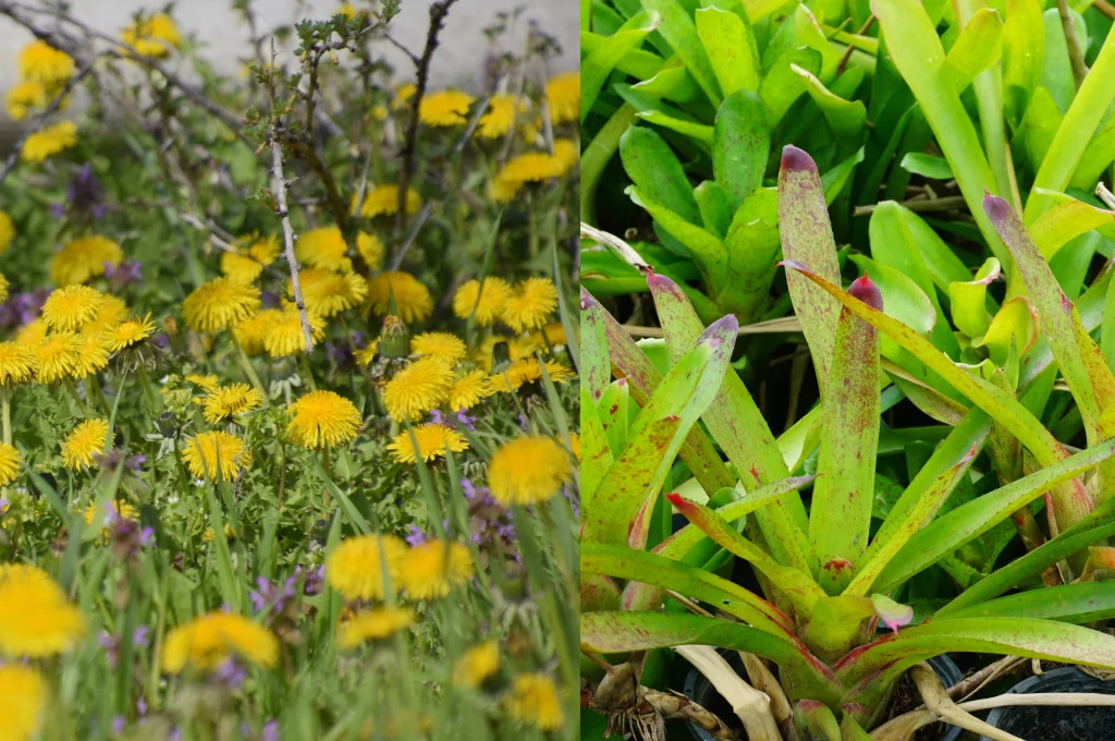 How Do I Control Crabgrass and Dandelions in Colorado Bluegrass Lawns? 1 How Do I Control Crabgrass and Dandelions in Colorado Bluegrass Lawns