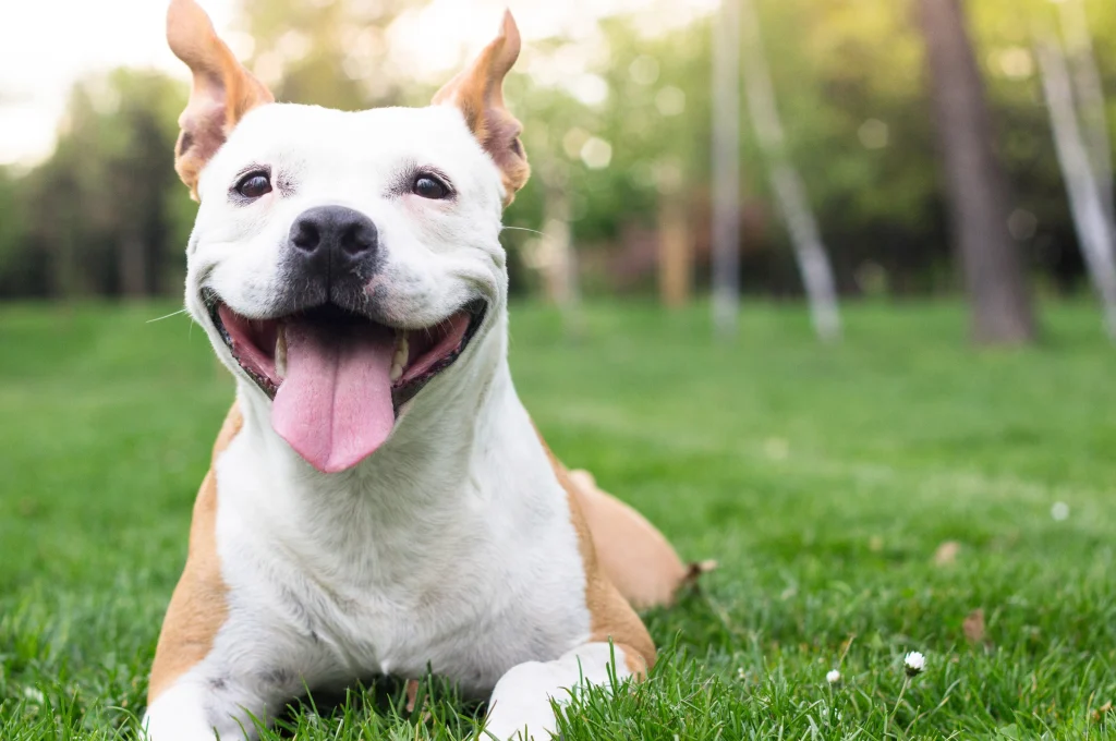 Is a Chemical-Free Lawn Really Better for Pets and Kids? 1 Is a Chemical-Free Lawn Really Better for Pets and Kids