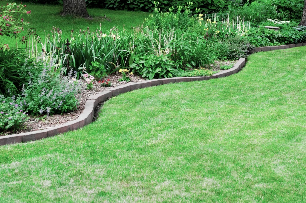 Why Is My Lawn Thin or Patchy? 1 Thin, patchy grass in Fort Collins or Windsor