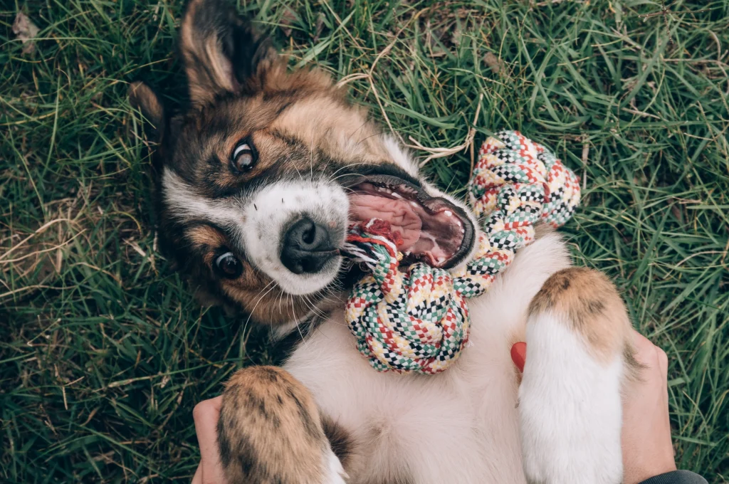 What Should I Look for in a Lawn Fertilizer If I Have Dogs? 1 What Should I Look for in a Lawn Fertilizer If I Have Dogs