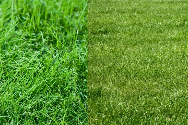 What is the best grass type for a Fort Collins or Northern Colorado lawn