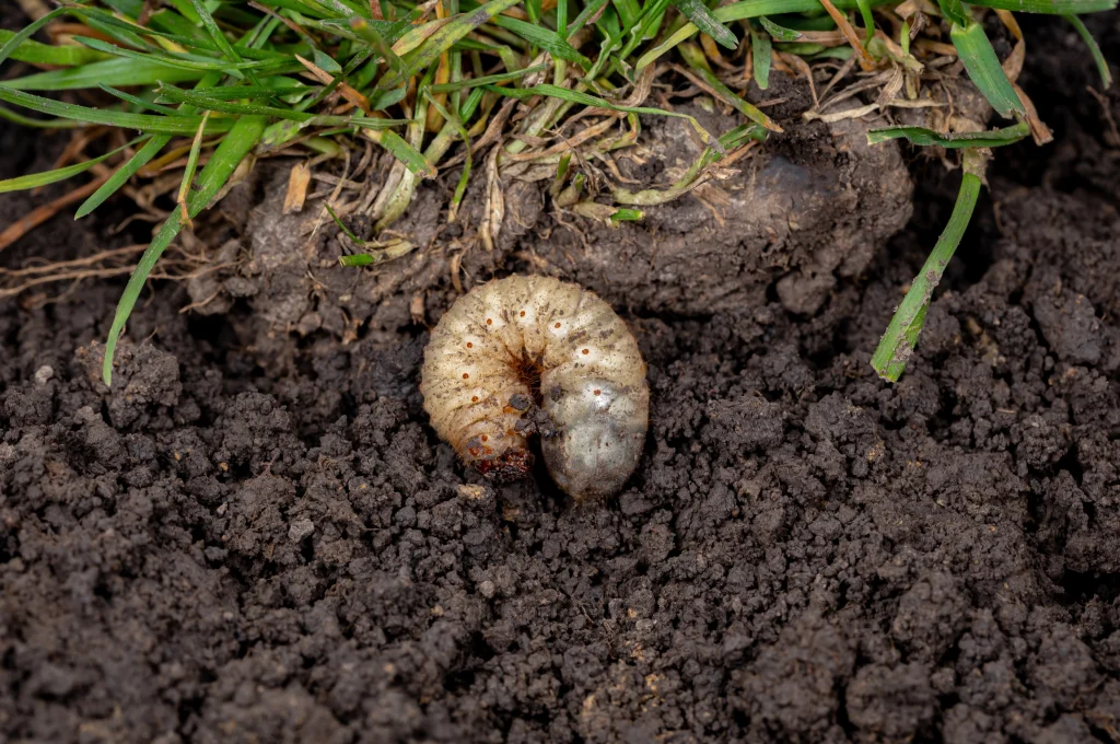When should I treat for grubs in Colorado