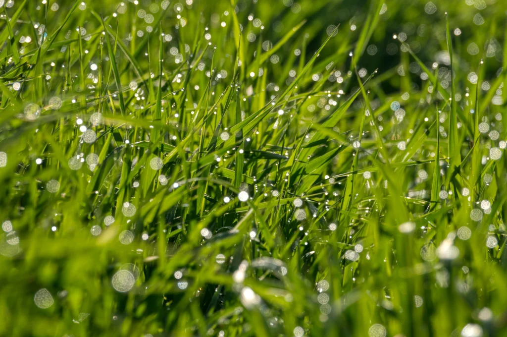 How Does Northern Colorado's Climate Affect Lawn Watering and Pests? 1 Colorado's dry climate changes lawn care and watering