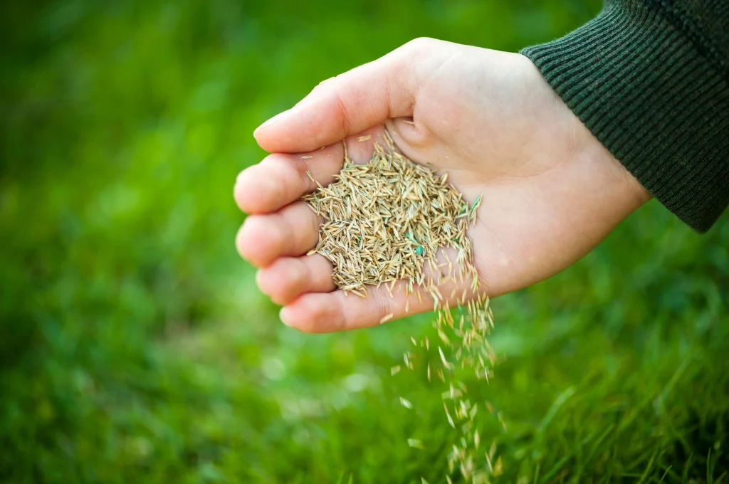 When should I overseed my lawn in Northern Colorado