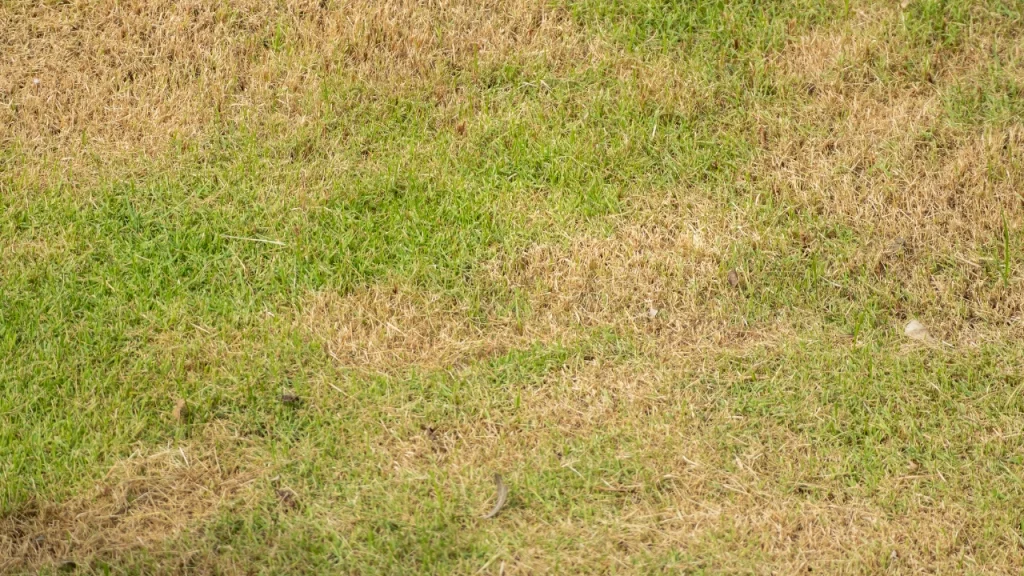 Why Does My Fort Collins Lawn Still Have Disease Spots in Early Fall dollar spot problems