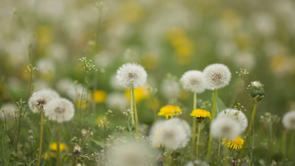 Why is fall actually the best time to deal with dandelions instead of waiting for spring