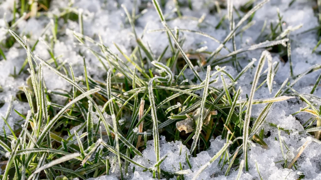 Winterkill vs. Dormancy in Fort Collins, Colorado Lawns