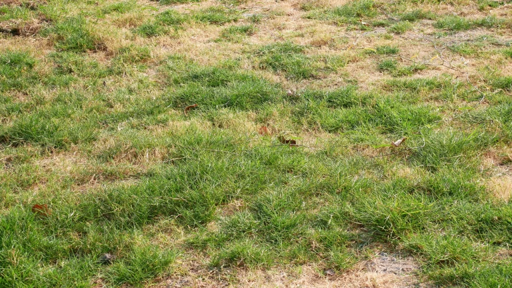 lawn problem is a simple DIY fix or worth calling a professional