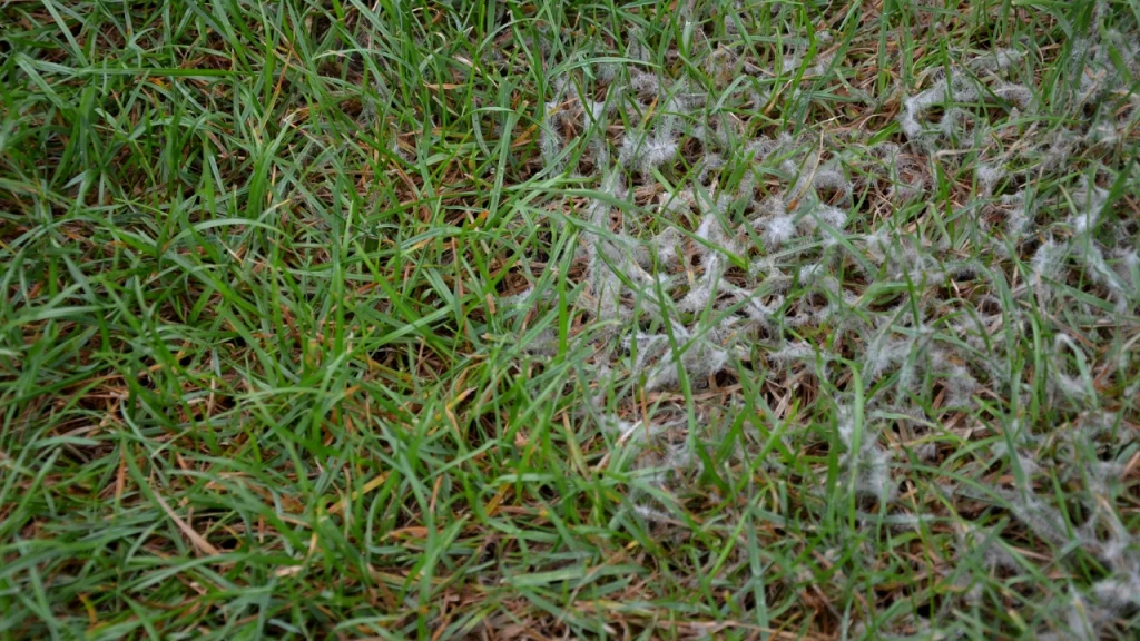 snow mold on colorado grass in spring